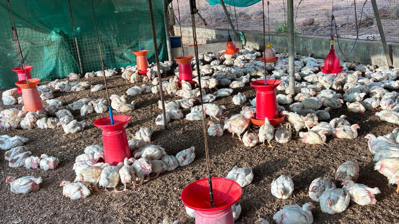 Fresh Chicken